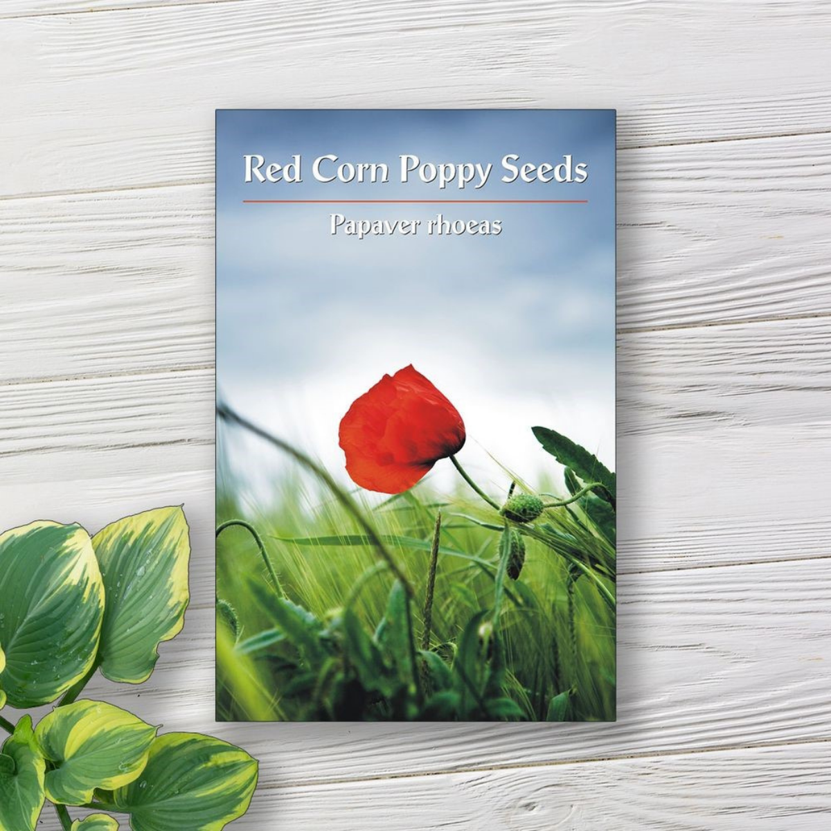 Expert Guide to Using Free Seed Packet Labels and Templates